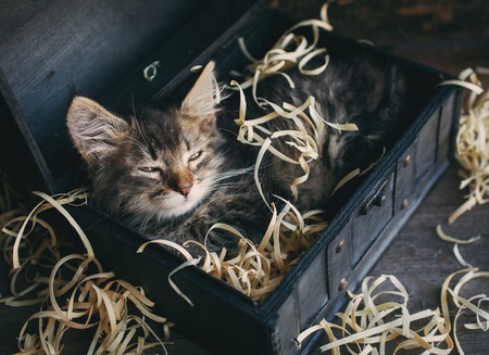 A playful kitten in the box. A little fluffy kitten in the box. The cat sleepsの写真素材