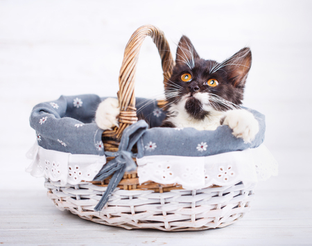 Cat clings to the basket and looking up. A playful kitten. Isolated on a white backgroundの写真素材