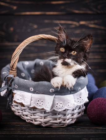 Black and white cat in the drawer. Side view. A playful kitten. Basket near the ballsの写真素材