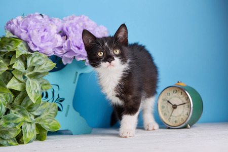 The cat poses for the photographer.A beautiful kitty with decorationsの写真素材
