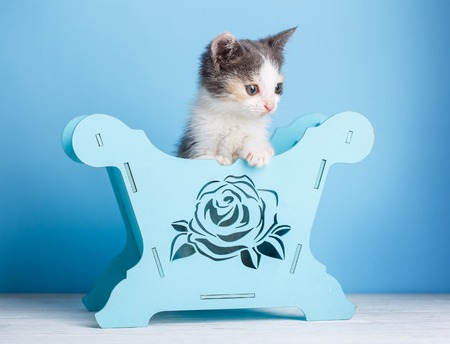 Fluffy the cat among the scenery. Fluffy white and gray kitten on a white table on a blue backgroundの写真素材
