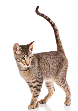 Serengeti kitten standing on a white background.の写真素材