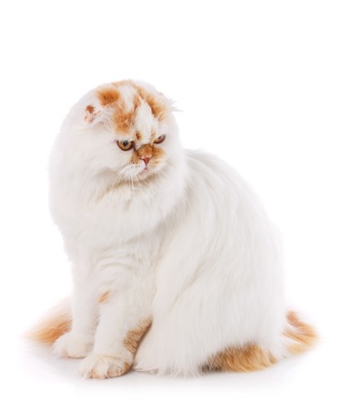 Cool cat on a white background. Beautiful Thoroughbred Cat Portraitの写真素材