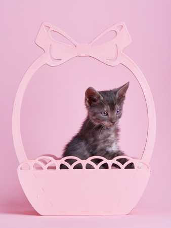 Fluffy kitten in a decorative pink basketの写真素材