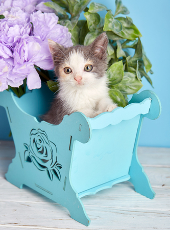 A beautiful kitty with decorations. On a blue background.の写真素材