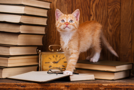 Kitten standing on books and looking upwardsの写真素材