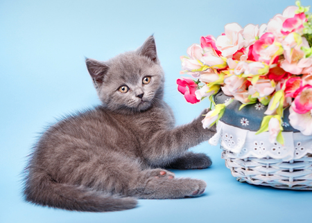 The cat lying next to a basket with flowersの写真素材