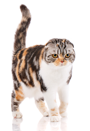 Cute thoroughbred cat on a white background.の写真素材