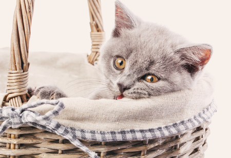 Scottish straight kitten. Purebred Kitten at the photo studioの写真素材