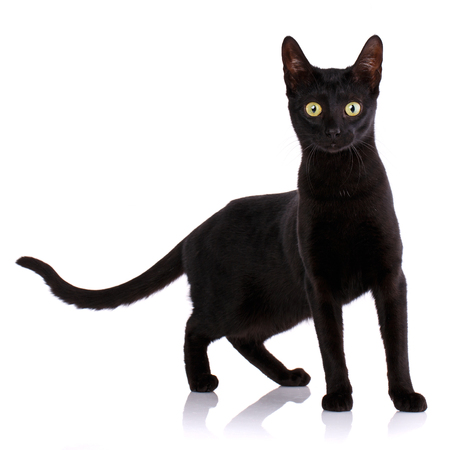 Serengeti thoroughbred cat on a white background.の写真素材
