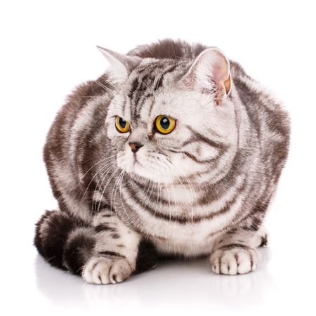 Cute thoroughbred cat on a white background. Beautiful home cat.の写真素材