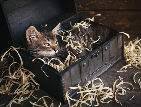 Striped cat in a wooden chest. . Gray kittyの写真素材