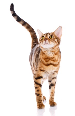 Bengal cat on white background. Pets, animals and cats conceptの写真素材