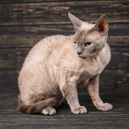 Thoroughbred cat. Exhibition of cats concept. Beautiful Devonian rex catの写真素材