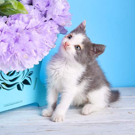 Cat examines purple flowersの写真素材