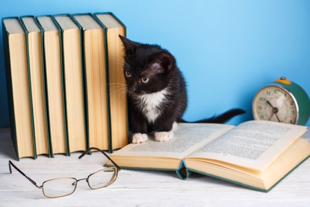 The cat is sitting in an open bookの写真素材