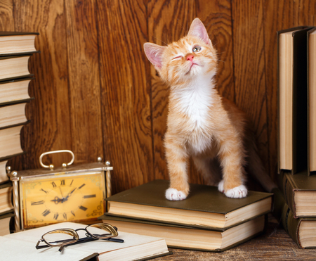 The kitten closed one eyeの写真素材