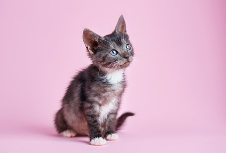 Fluffy playful kittenの写真素材