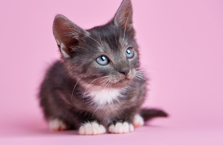 Fluffy playful kittenの写真素材