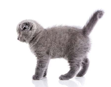 Scottish fold kitten. The gray cat stands sideways and looks to the left. Playful kitten explores new territory. Gray fluffy kitten on a white backgroundの写真素材
