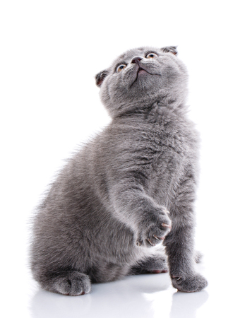 Scottish fold kitten. Gray kitten on photo studio. Cat standing on hind paws and lifts up the front paw. A cat with furry mustache is isolated on a white backgroundの写真素材