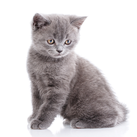 Scottish straight kitten. Gray kitten on photo studio. The cat sits sideways and looks down. Isolated on a white background.の写真素材