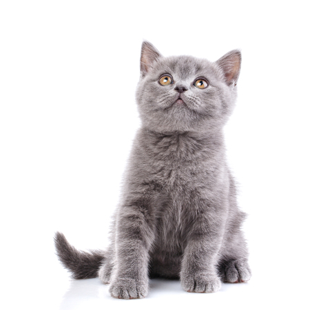 Funny gray kitten looks upwards. Funny furry kitten carefully watching. Isolated on a white background.の写真素材
