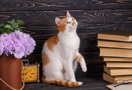 A playful pussy sits at the books and looks upの写真素材