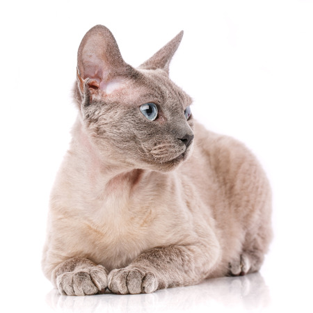 Lying devon rex cat. looking away. isolated on white backgroundの写真素材