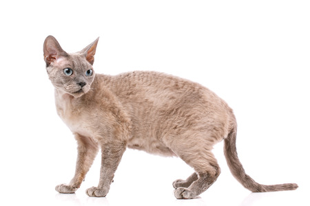 Portrait gray devon rex cat on white backgroundの写真素材