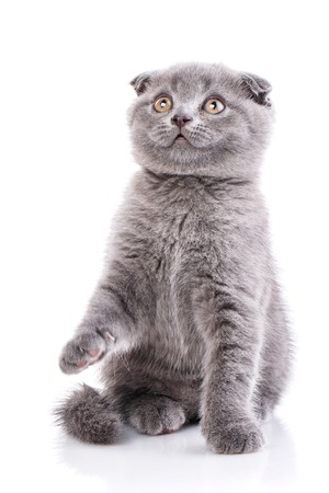 Scottish fold kitten. Cat standing on hind paws and lifts up the front paw. Playful kitten explores new territory. Gray fluffy kitten on a white backgroundの写真素材