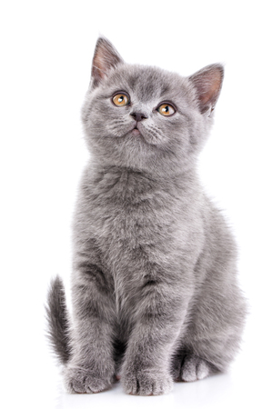 Scottish straight kitten. Isolated on a white background. Gray kitten on photo studioの写真素材