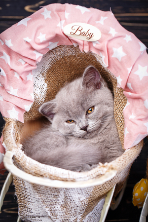 Scottish straight kitten. Gray kitten on photo studio. Professional photography of kitten. Fluffy gray kitten with decorations on a black background. Kitty falls asleep in a pink cribの写真素材