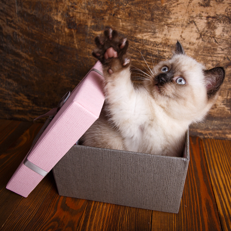 Scottish straight cat cream color. Concept of a leaflet for pet products. A playful kitten in the box. The cat opens a box with a pawの写真素材