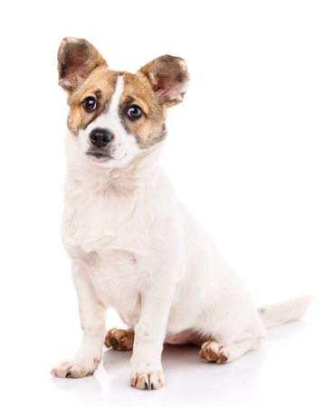 A dog with round ears sitting on a white background. As New Year's postcard design elementの写真素材