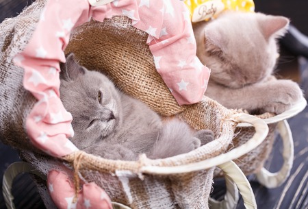 Scottish straight and scottish fold kittens. Kittens sleep in cradles.の写真素材