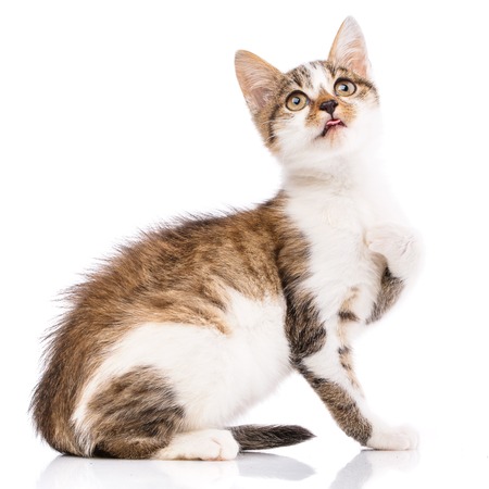 The cat sits sideways, putting his paw to the breast, looking upの写真素材