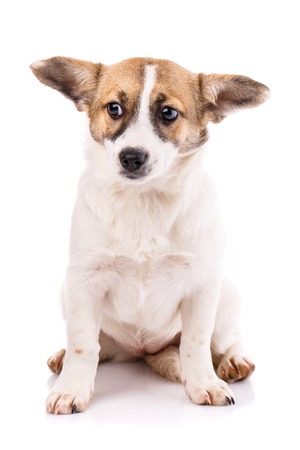The puppy sits on his hind legs and looks to the left. Poster for pet stores. Isolated on a white backgroundの写真素材
