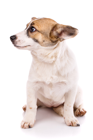 The puppy sits on his hind legs and looks to the left. As package design element for dog food. Isolated on a white backgroundの写真素材