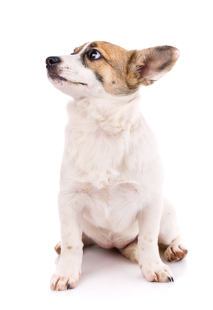 The puppy sits on his hind legs and looks to the left. Poster for pet stores. Isolated on a white backgroundの写真素材