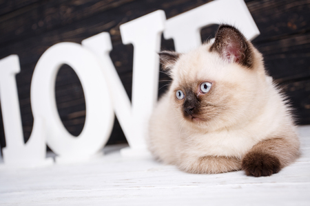 Scottish straight cat cream color. Background with kittens ready for your design. Lovely fluffy kitten on a background word LOVE. Cat lying in front of letters on a dark backgroundの写真素材
