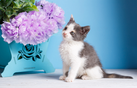 A playful kitten on a white table. On the light blue background. Kitten standing near the side of the box with flowersの写真素材