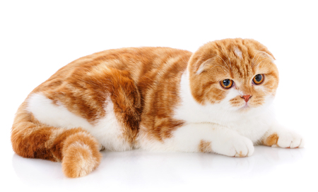 Cute redhair Scottish Fold cat lying isolated on white background and look in cameraの写真素材
