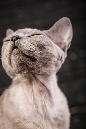 Studio Macro portrait of Devon Rex cat. Portrait of a cat with his eyes closed. Cat is feeling relaxed and comfortable.の写真素材