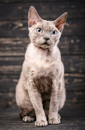 Animal, cat and pet concept - thoroughbred devonrex catの写真素材