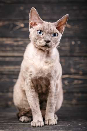 Devon-rex breed cat sits on a dark wooden background. Friendly kitten looking at camera with curiosity expression.の写真素材