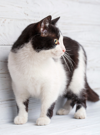 Cat without breed. A simple gray cat on a light background.の写真素材