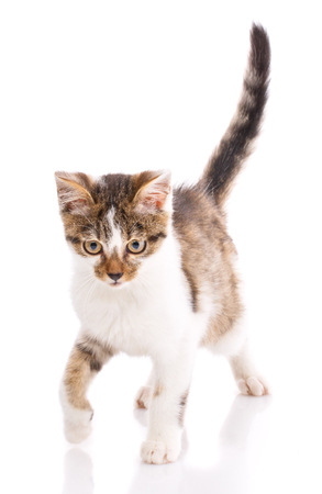 The cat goes to the camera lifting the tail. The kitten looks down. The cat is isolated on a white background. Poster for hotels for animalsの写真素材