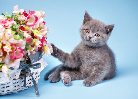 Scottish straight kitten. The cat is playing with flowers. The kitten touches the paw to the flowers. A playful, fluffy kitten explores new territories. On a blue backgroundの写真素材