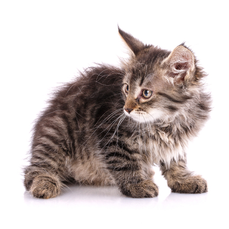 Fluffy, striped kitten sits sideways. Cat with fluffy mustache. Isolated on a white backgroundの写真素材
